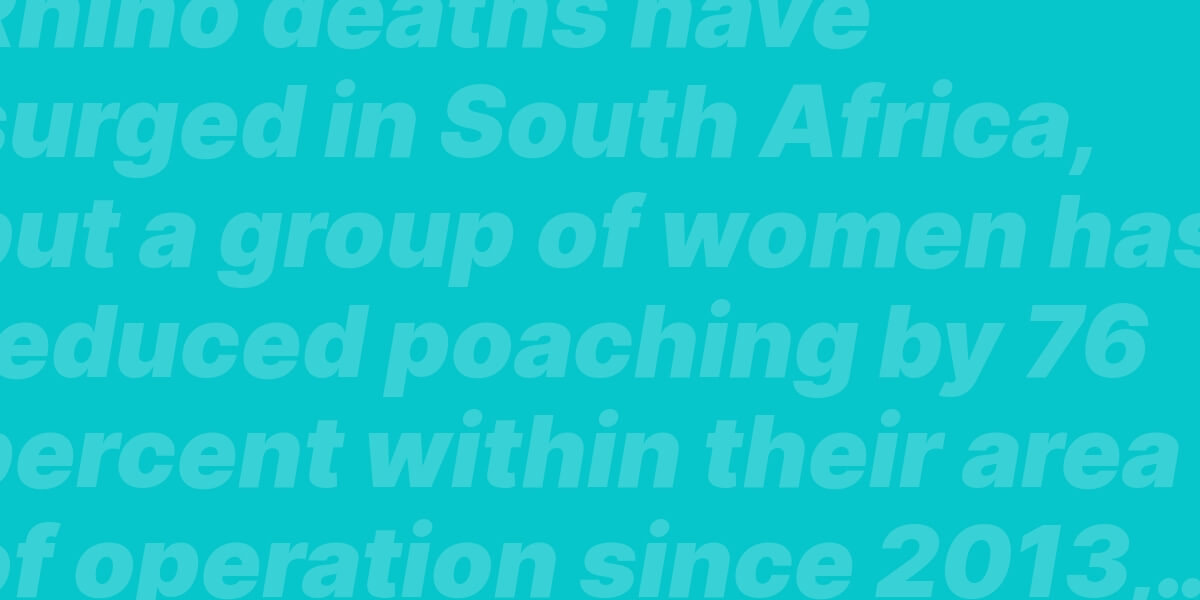 Rhino deaths have surged in South Africa, but a group of women has reduced poaching by 76 percent within their area of operation since 2013, according to The Guardian. Their unarmed anti-poaching unit, called the Black Mambas, has removed thousands of snares, destroyed 10 poacher camps, and put six bushmeat kitchens out of service. Their work has led to six arrests for poaching.