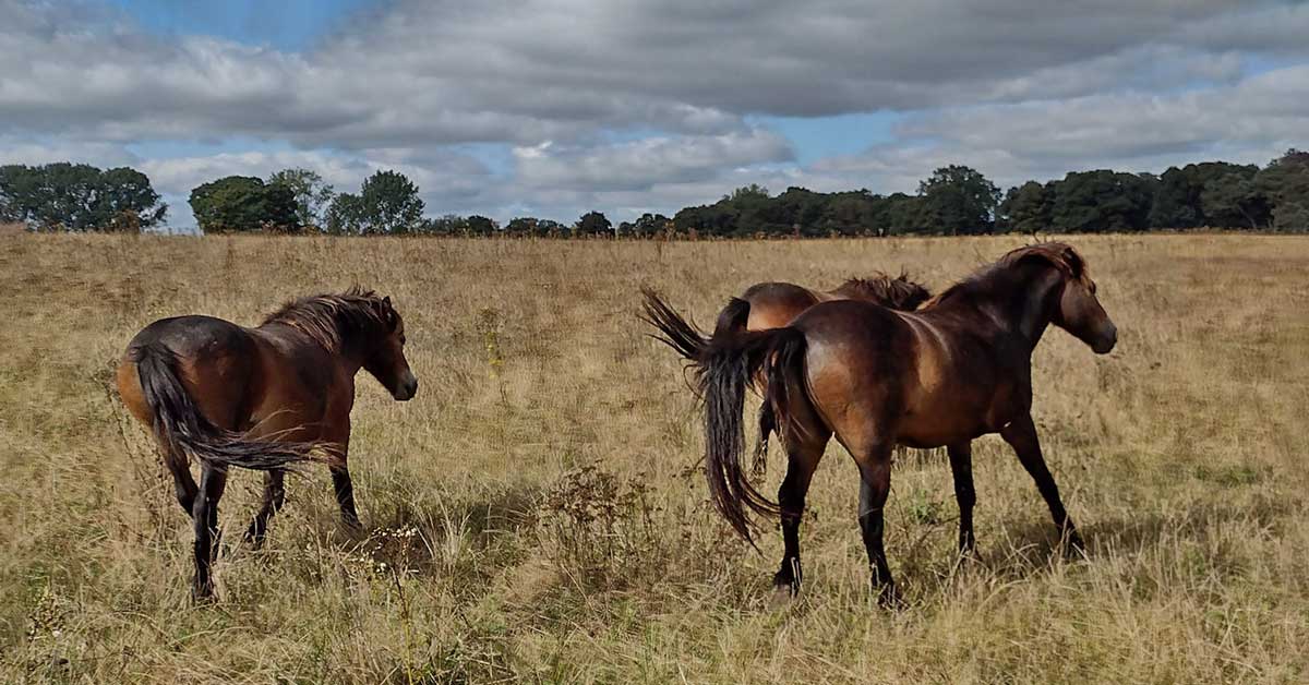 Horses running in a rewilding field