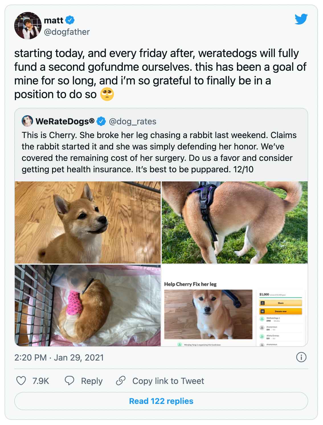 Matt @dogfather's tweet: starting today, and every friday after, weratedogs will fully fund a second gofundme ourselves. this has been a goal of mine for so long, and i’m so grateful to finally be in a position to do so 🥺 | We Rate Dogs' retweet: This is Cherry. She broke her leg chasing a rabbit last weekend. Claims the rabbit started it and she was simply defending her honor. We’ve covered the remaining cost of her surgery. Do us a favor and consider getting pet health insurance. It’s best to be puppared. 12/10