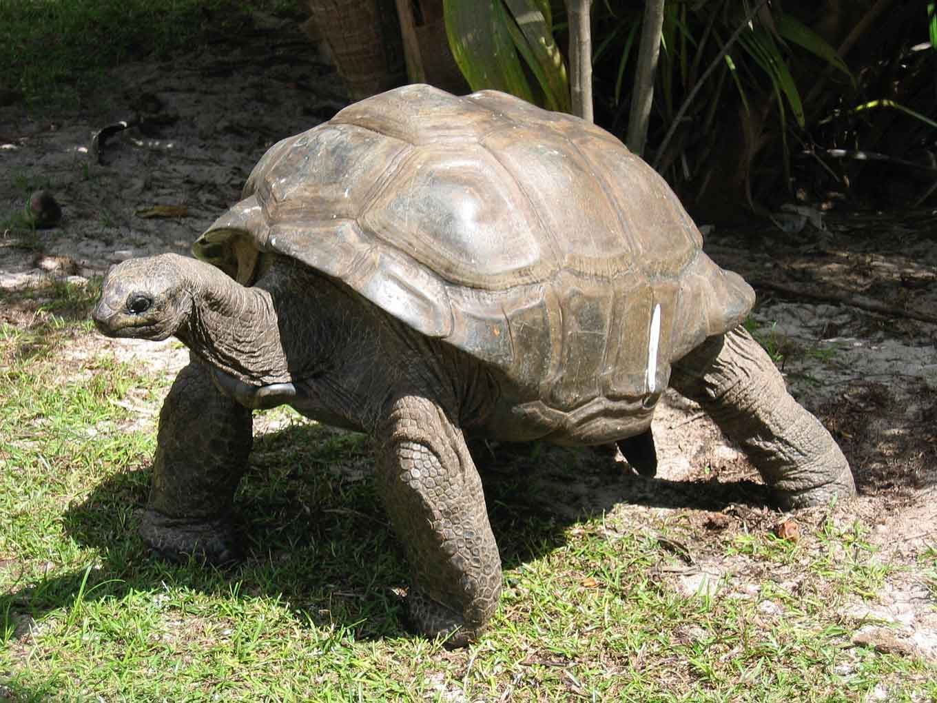 Endangered Giant Tortoise