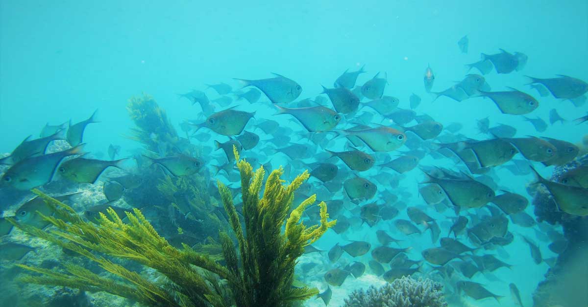 Fish swimming past underwater plants in the ocean