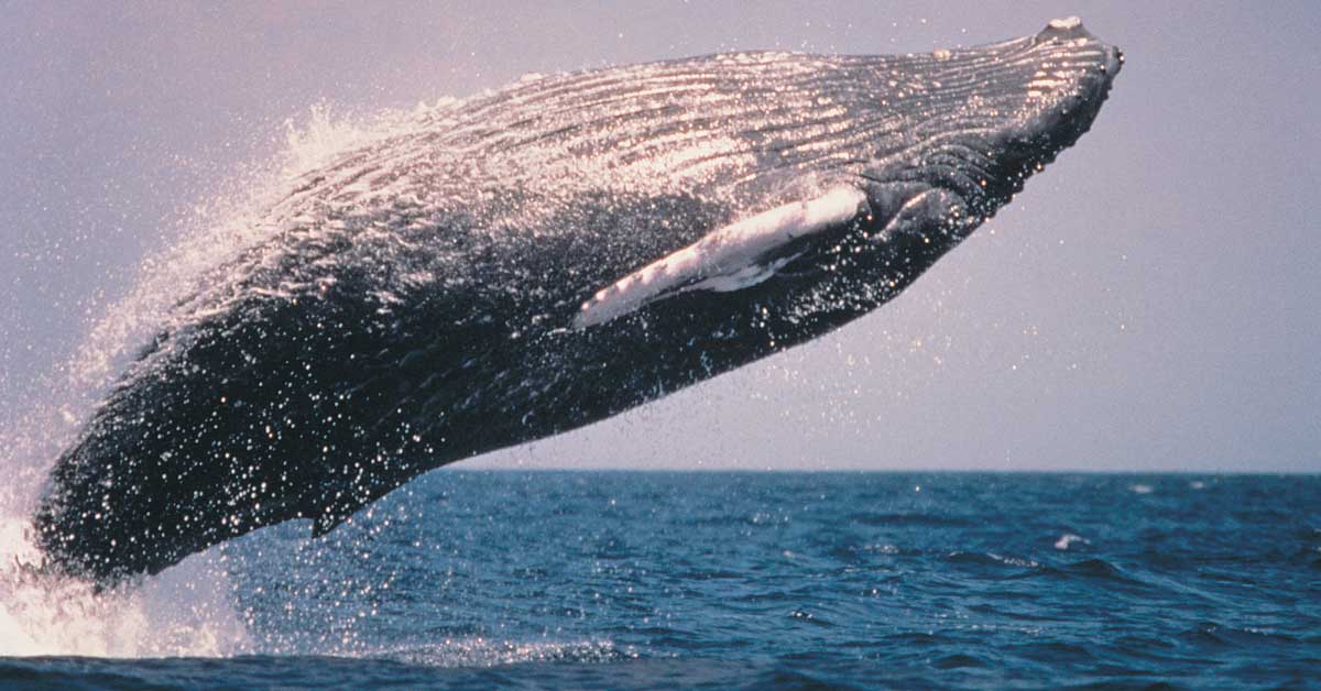A humpback whale breaches out of water