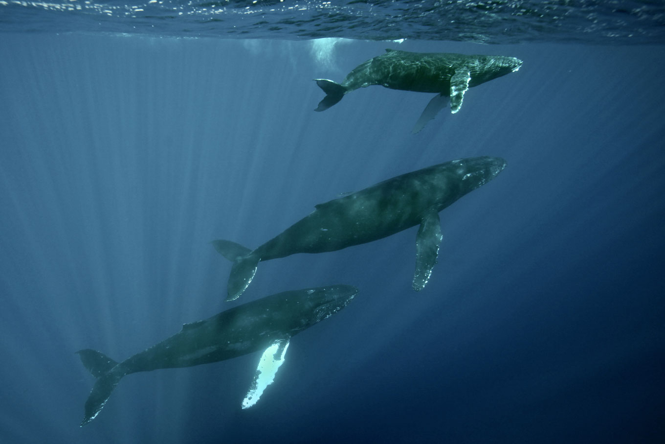 Three humpback whales swim together underwater