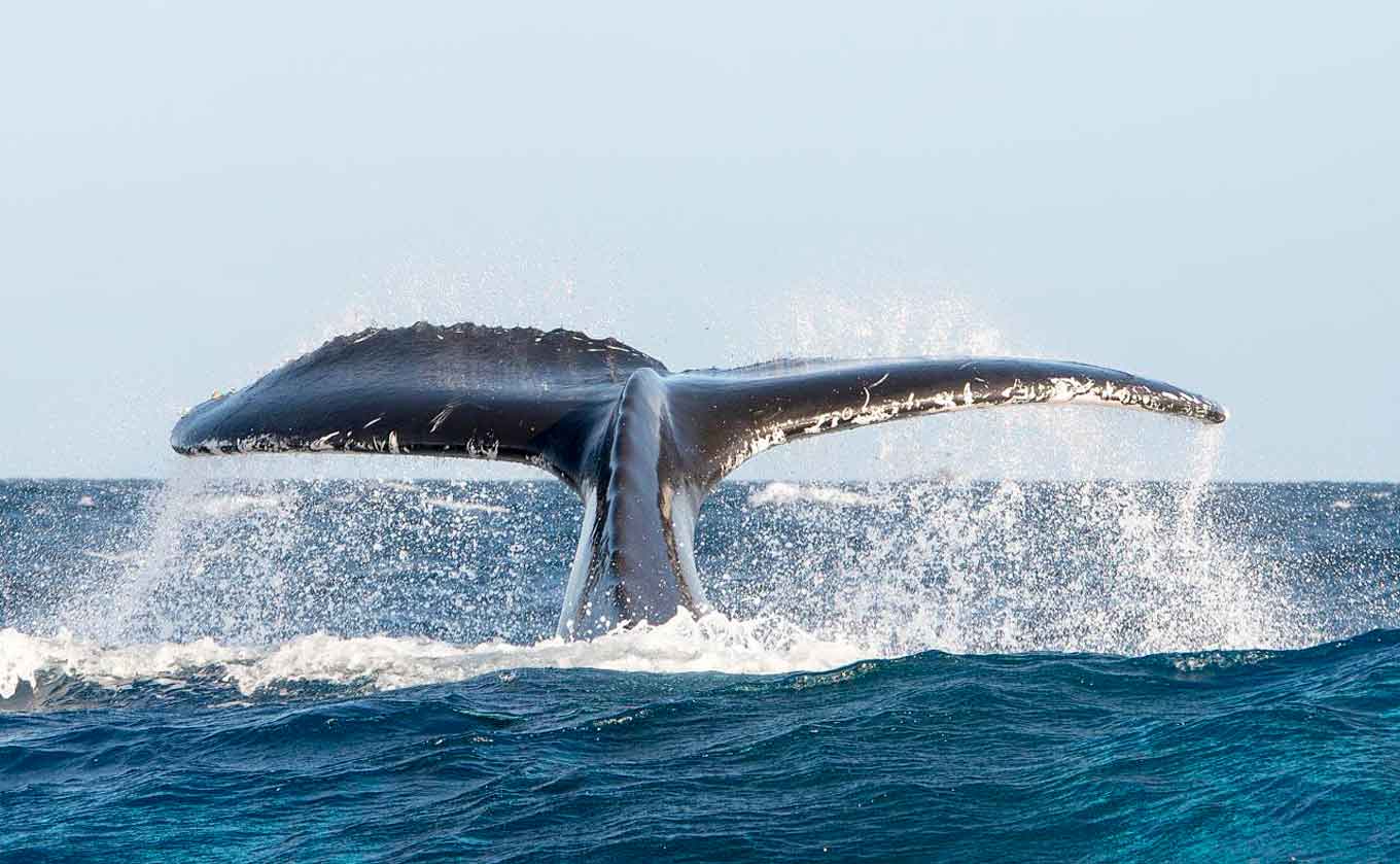 A humpback whale shows its flukes splashing in the water