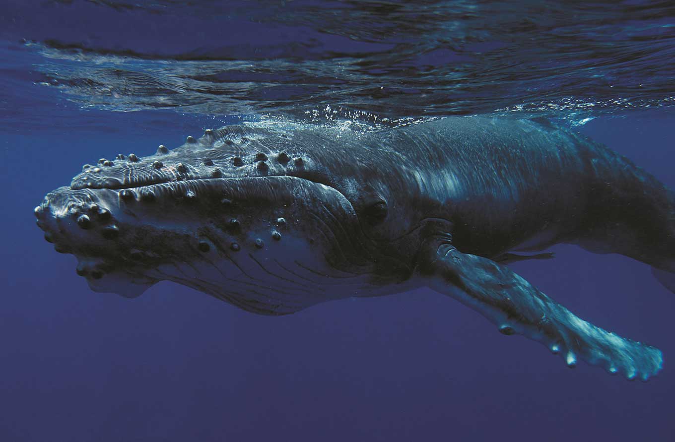 A humpback whale calf is shown up close underwater