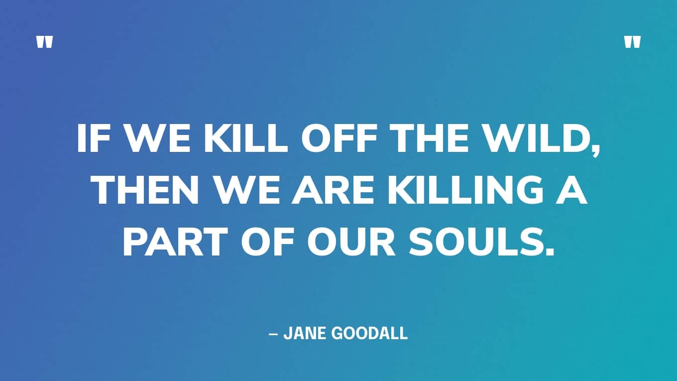Quote: “If we kill off the wild, then we are killing a part of our souls.” — Jane Goodall