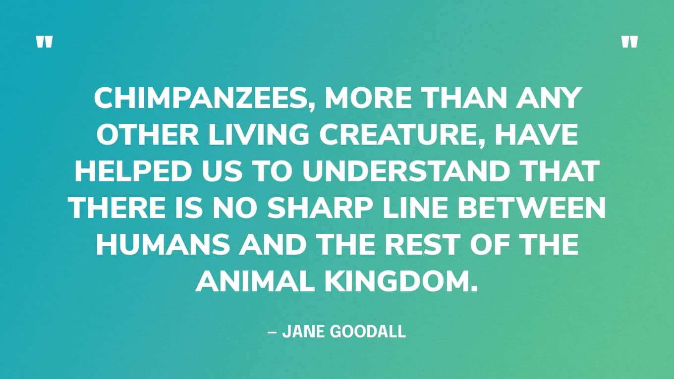 “Chimpanzees, more than any other living creature, have helped us to understand that there is no sharp line between humans and the rest of the animal kingdom.” — Jane Goodall quotes