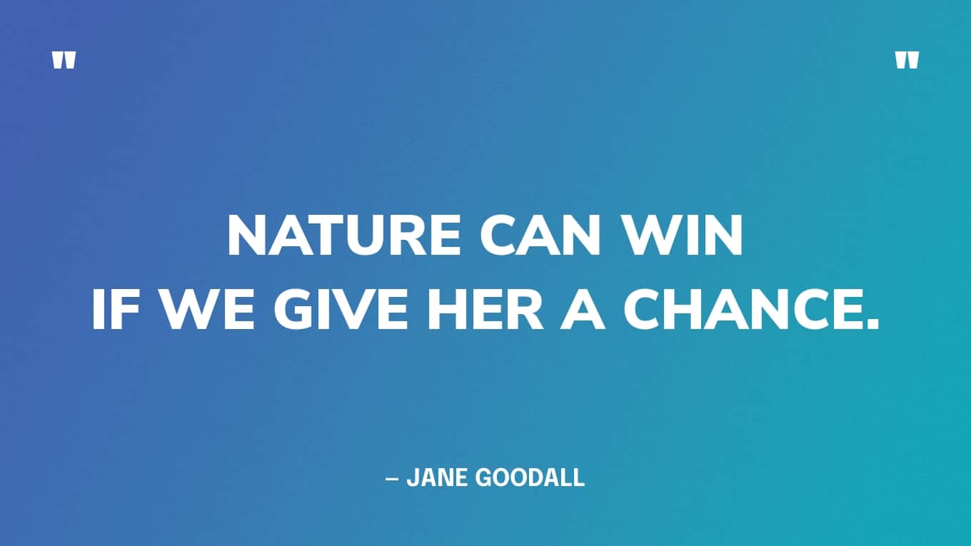 “Nature can win if we give her a chance.” — Jane Goodall quotes
