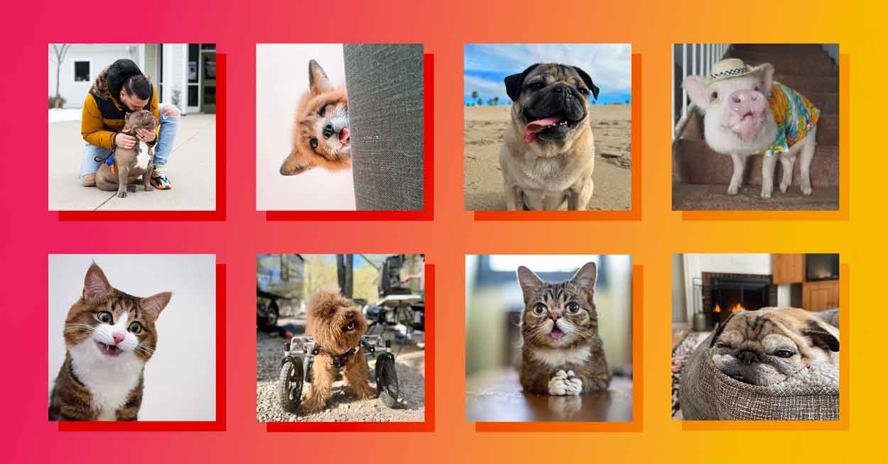 A collage of the most impactful pet influencers, including dogs, cats, and other animals