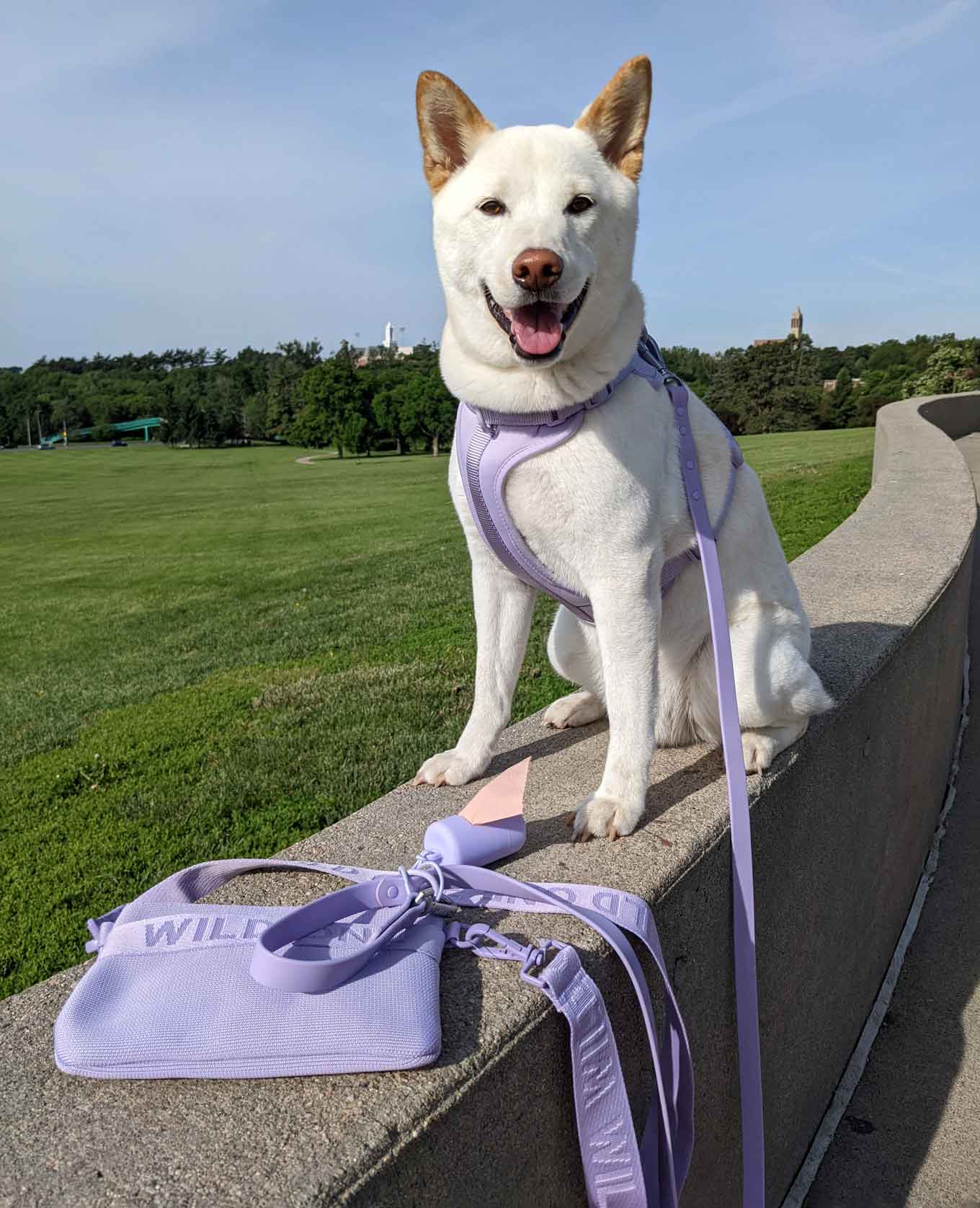 A beautiful white dog with a Wild One harness, leash, and dog bag
