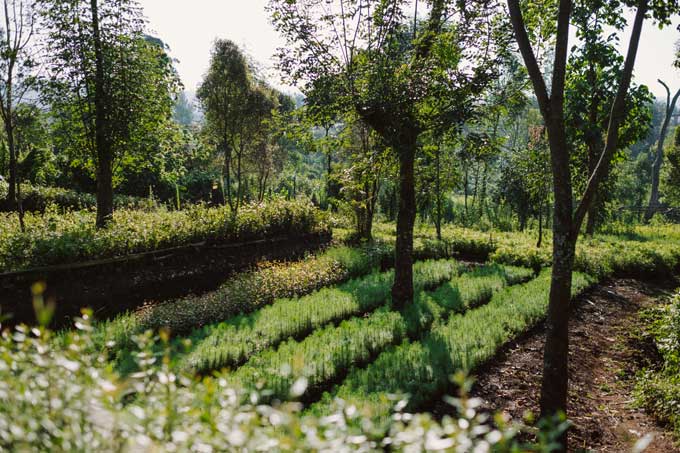 A green forest in Kenya