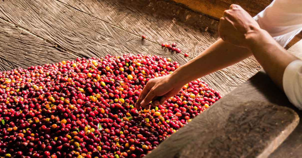 A farmer reaches their hand into a container of coffee fruit
