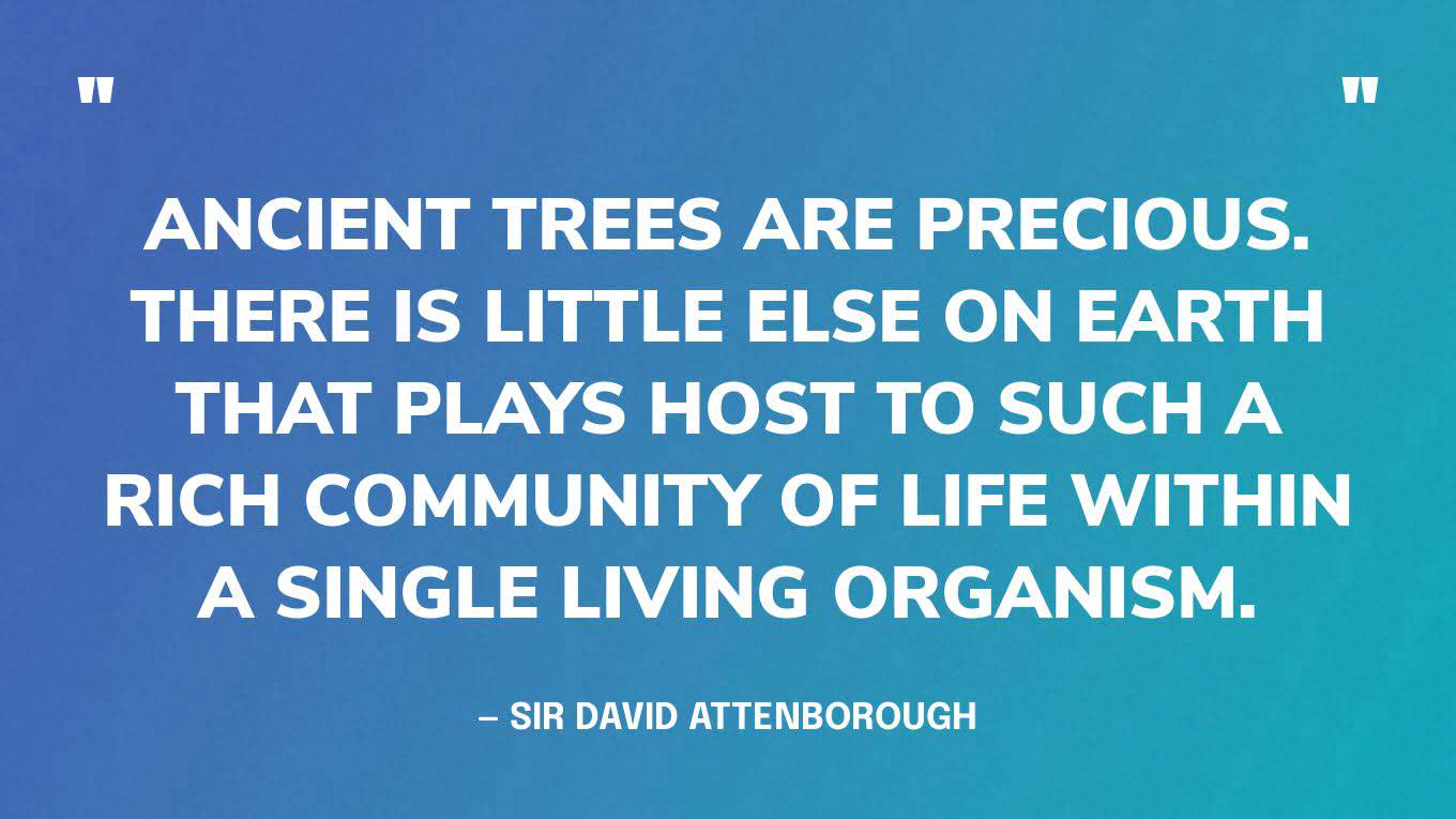 “Ancient trees are precious. There is little else on Earth that plays host to such a rich community of life within a single living organism.” — Sir David Attenborough