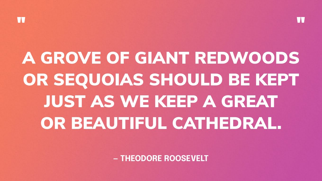“A grove of giant redwoods or sequoias should be kept just as we keep a great or beautiful cathedral.” — Theodore Roosevelt