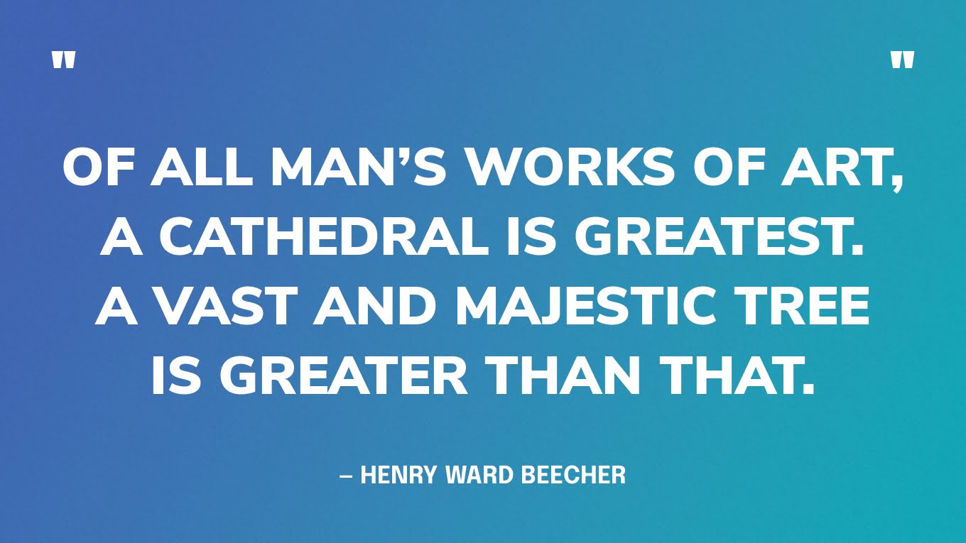 “Of all man’s works of art, a cathedral is greatest. A vast and majestic tree is greater than that.” — Henry Ward Beecher