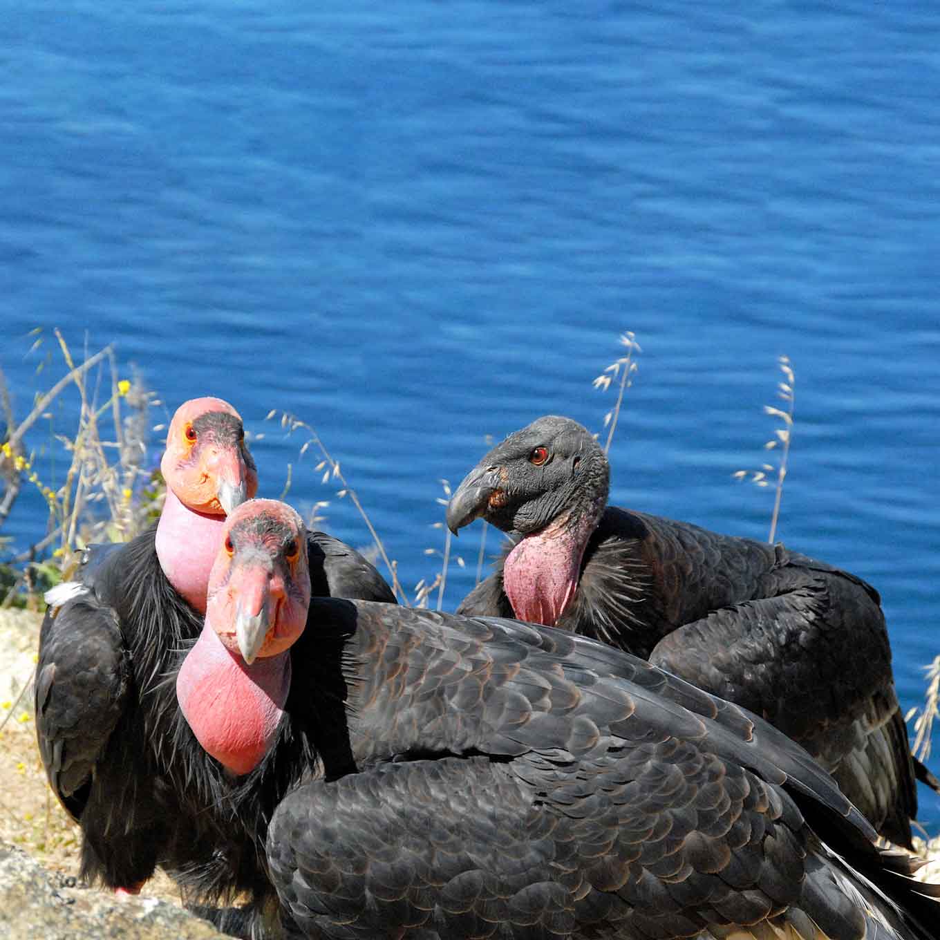 3 California condors standing by the water