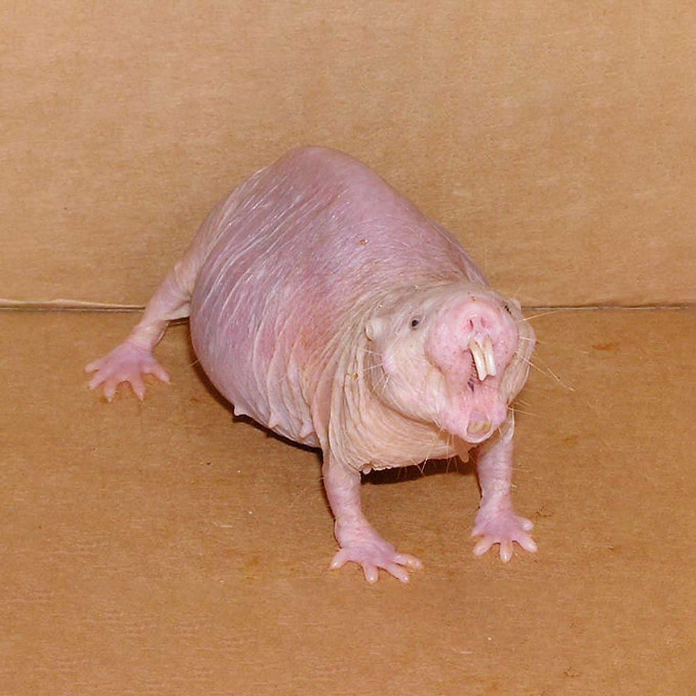 Naked Mole Rat showing its teeth