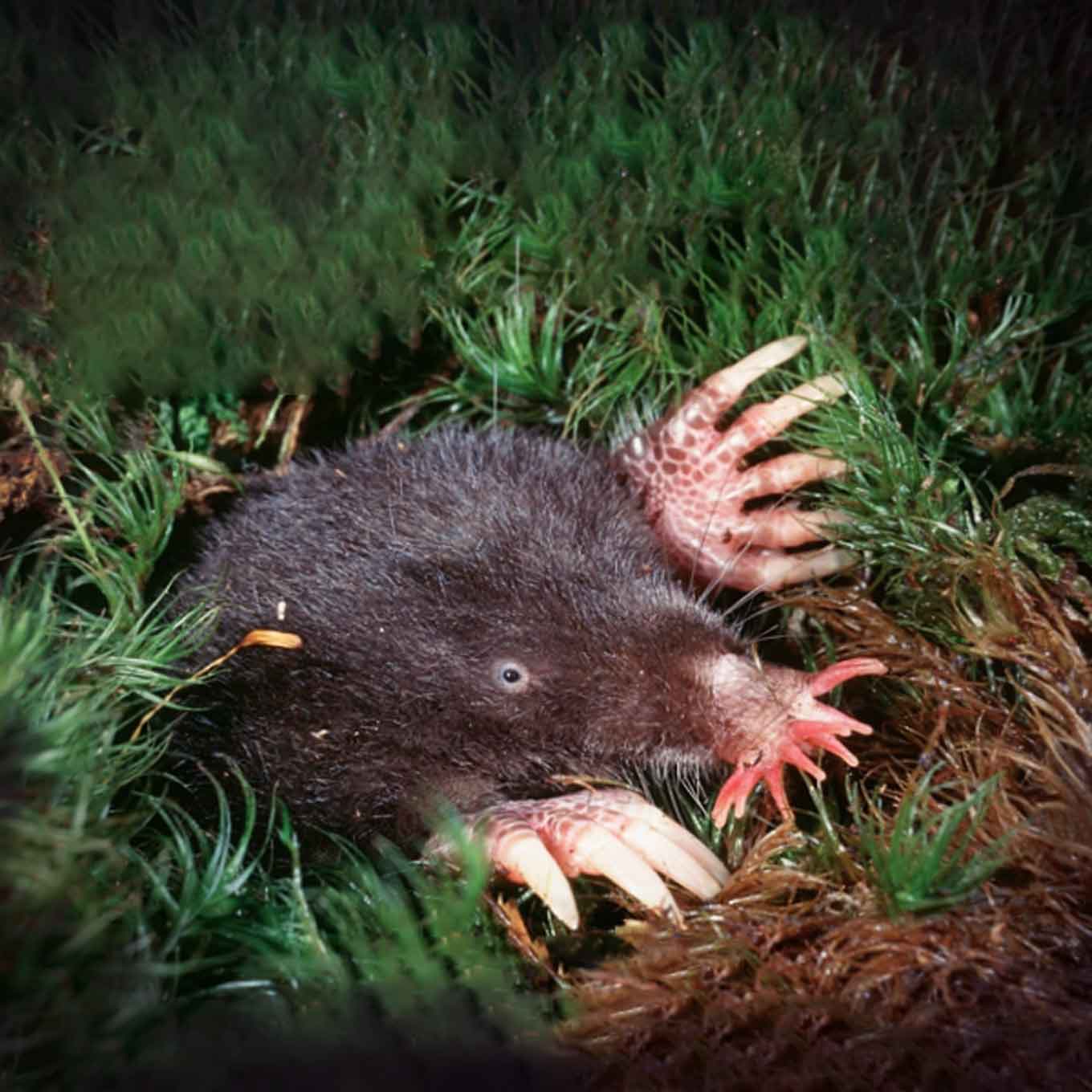 Star-nosed mole at night