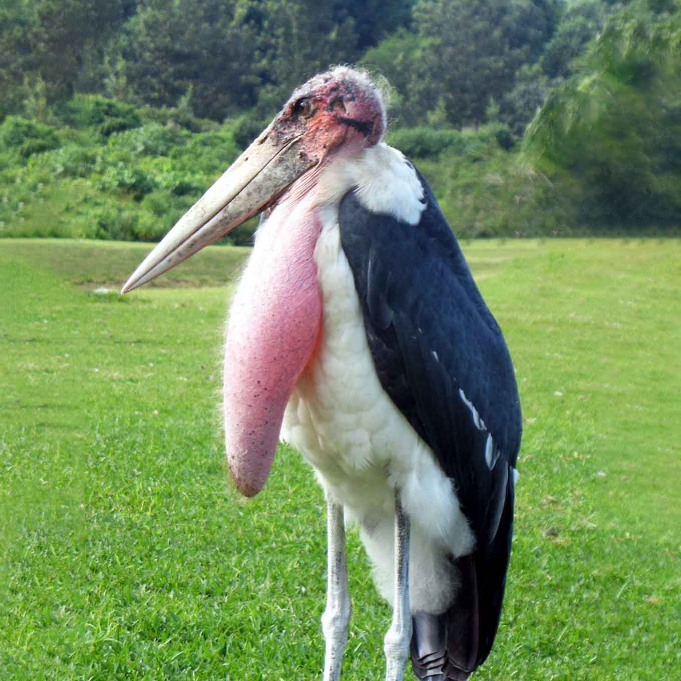 Marabou Stork surrounded by grass and greenery