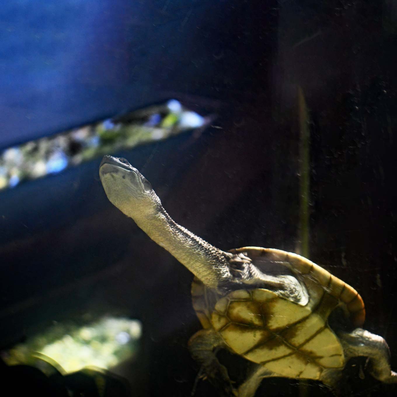Roti Island Snake Turtle under water, viewed from below