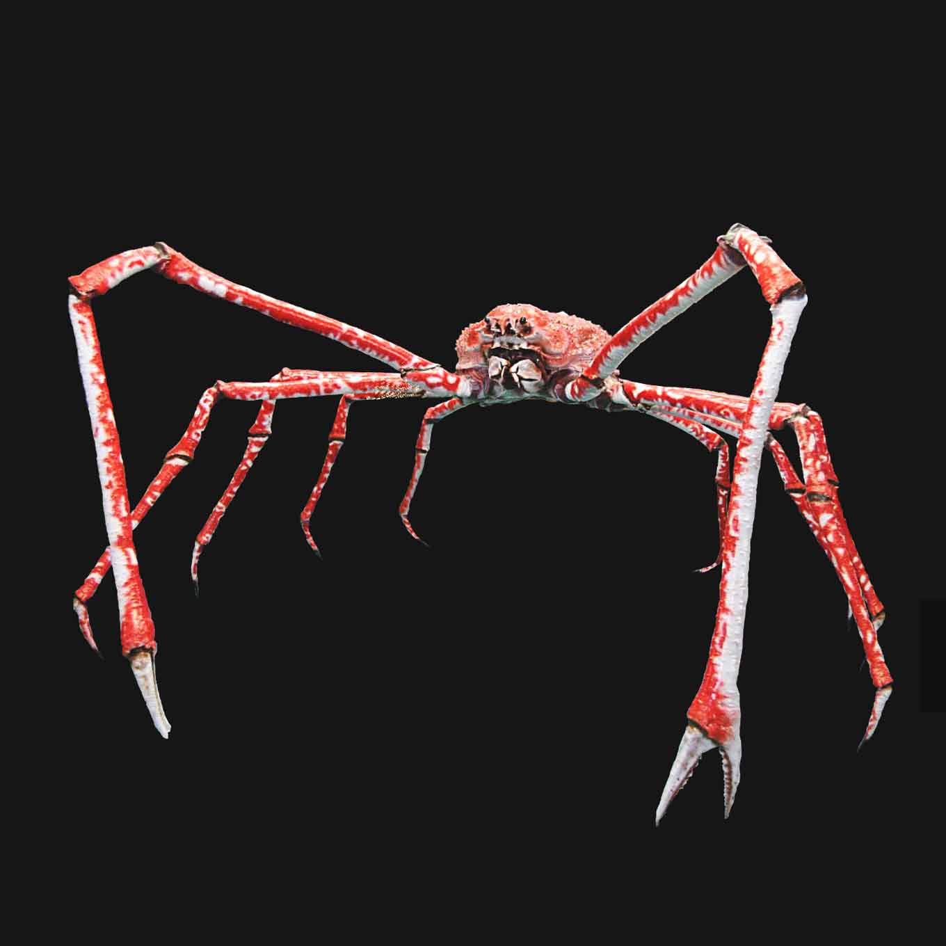 Japanese Spider Crab on Black Background