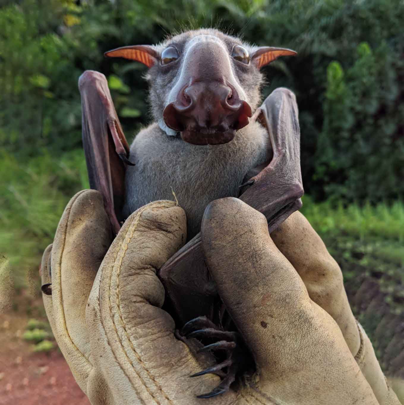 Hammer-headed Bat being held