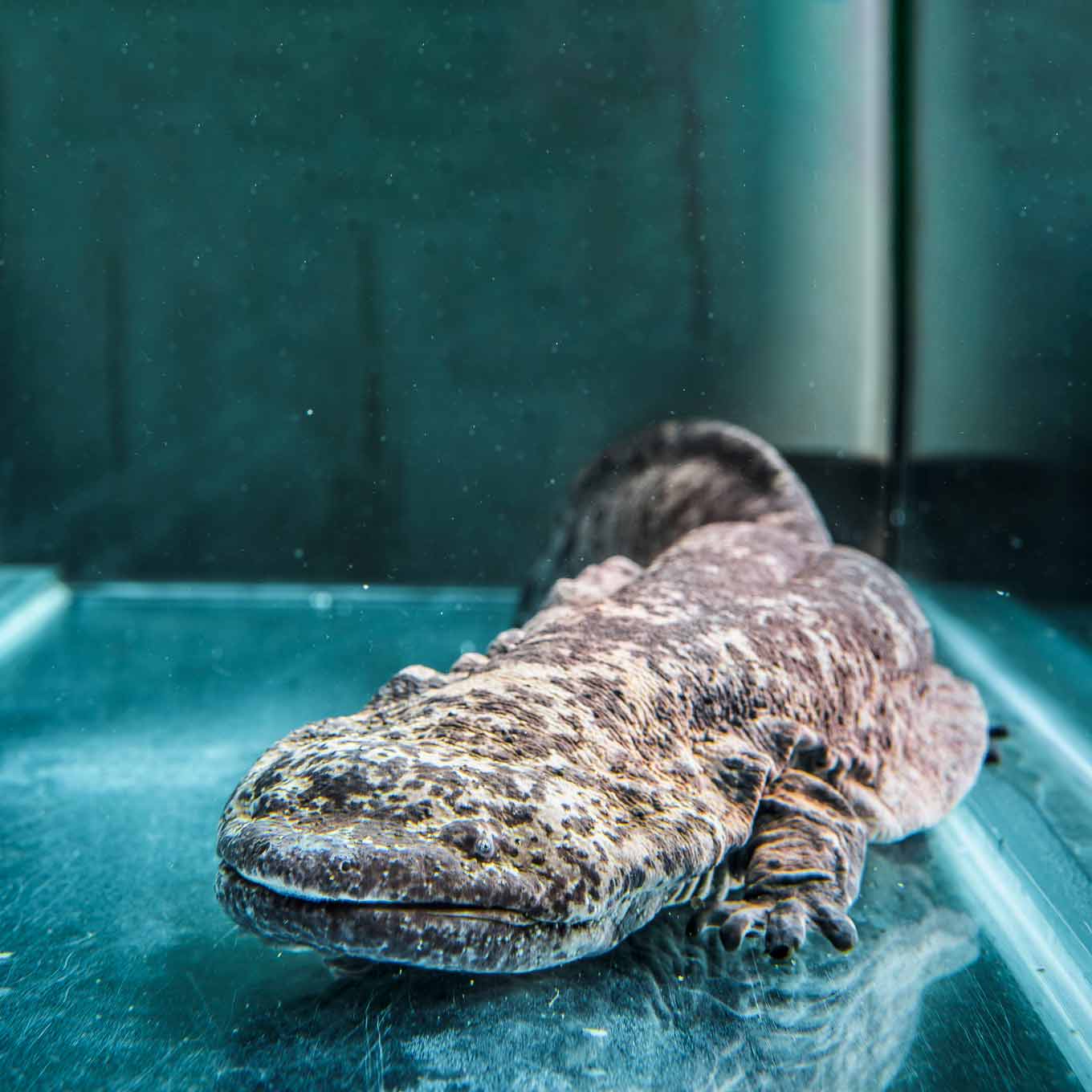 Giant Chinese Salamander
