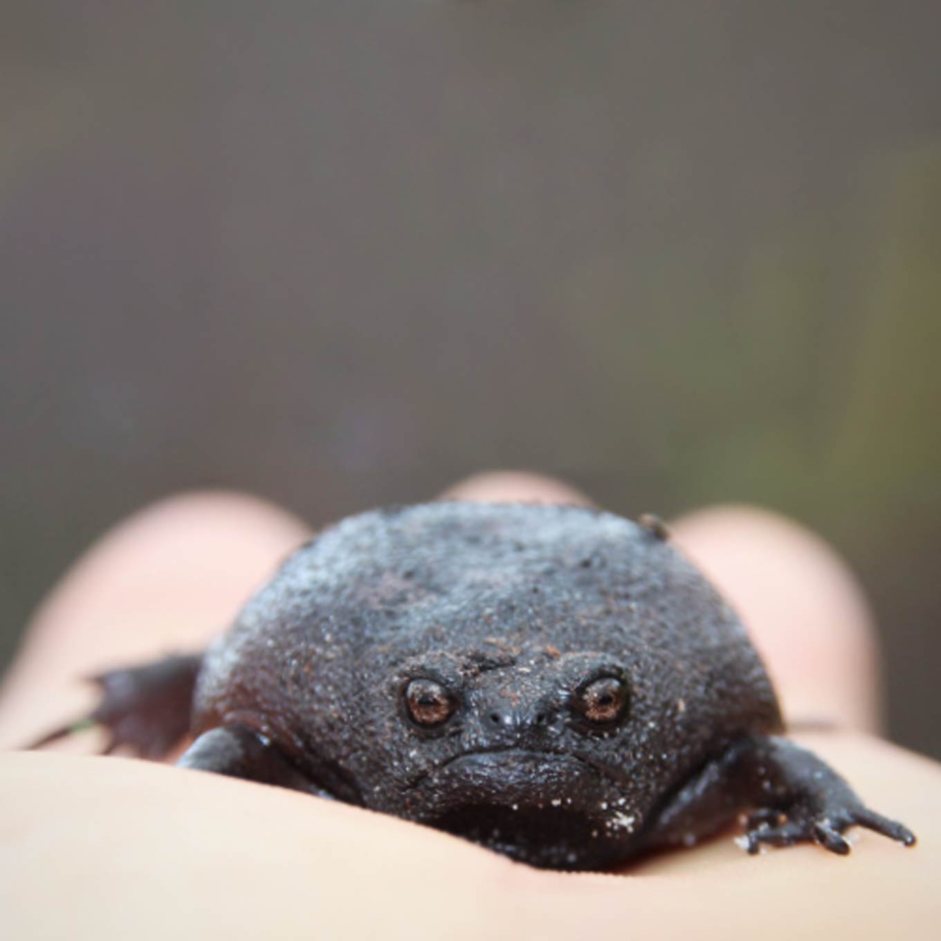A small frowning black rain frog in someone's hand