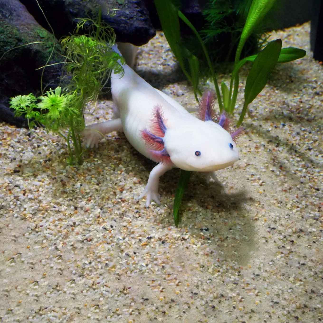 axolotl in captivity