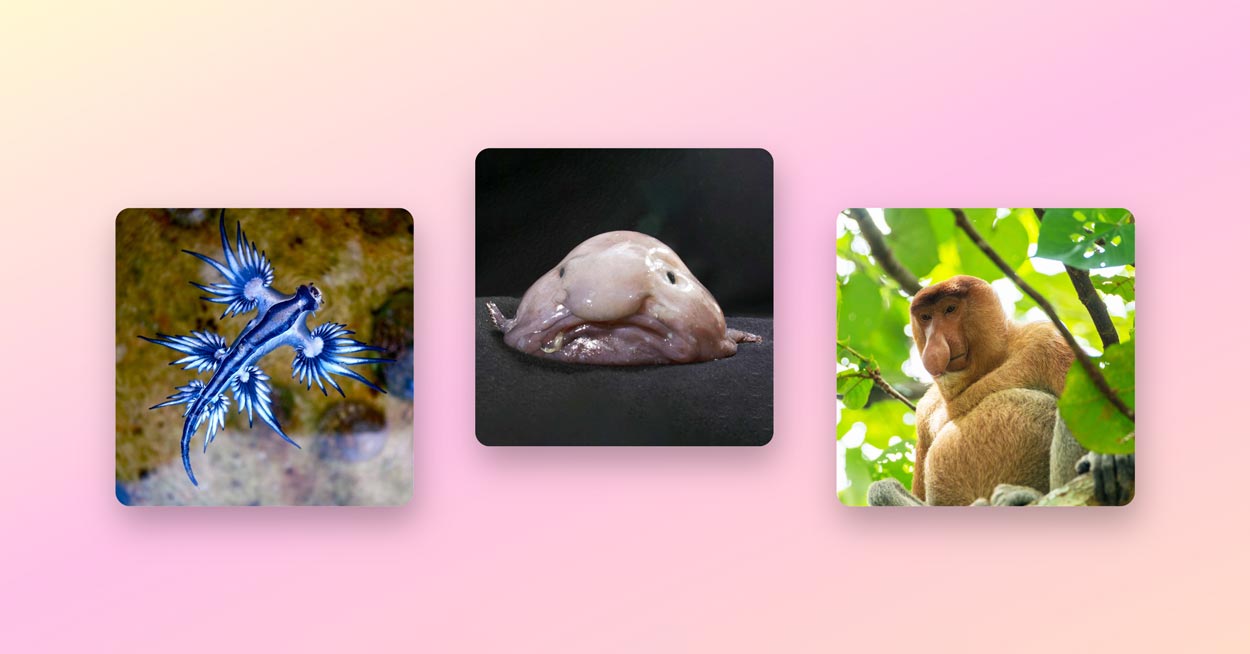 Ugly Animals: Blue Glaucus, Blobfish, and Proboscis Monkey