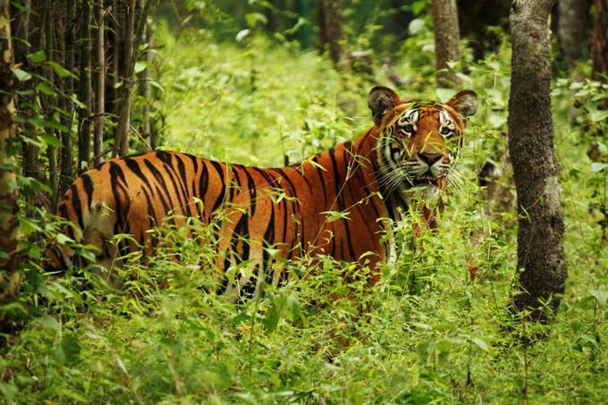 A tiger surrounded by foliage