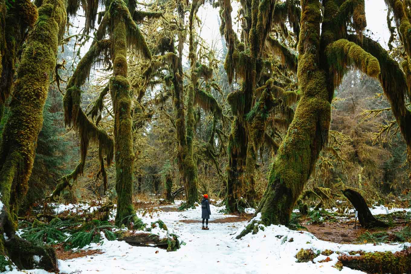 Person standing in the middle of the rainforest at Olympic National Park
