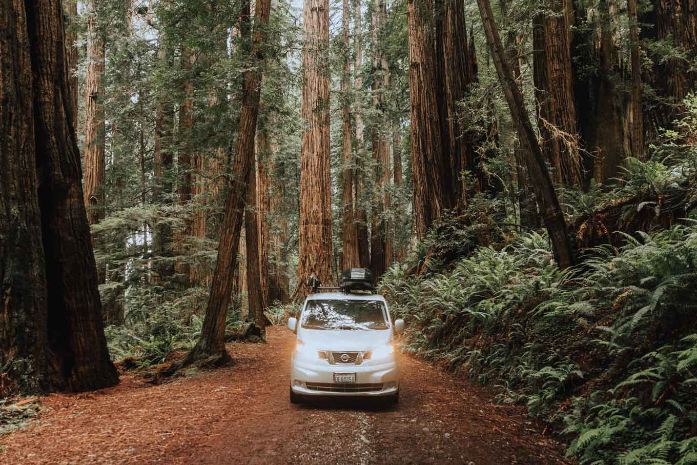 A car driving at Redwood National Park