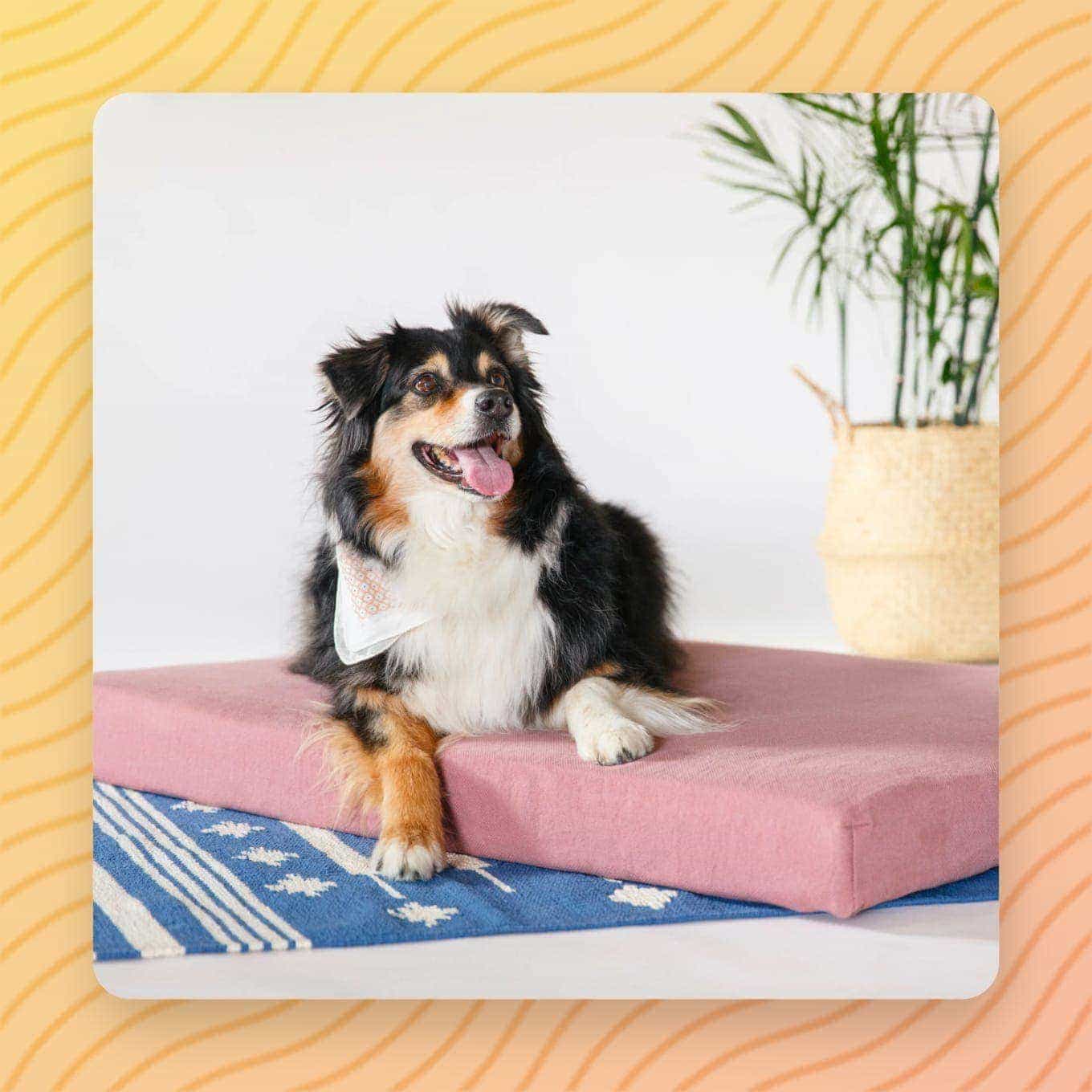 A dog sits on a mattress-shaped dog bed from Avocado Green Mattress