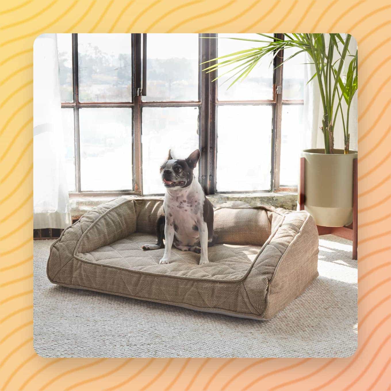 A dog sitting in a bolster-style Runyon Orthopedic Dog Bed by a window
