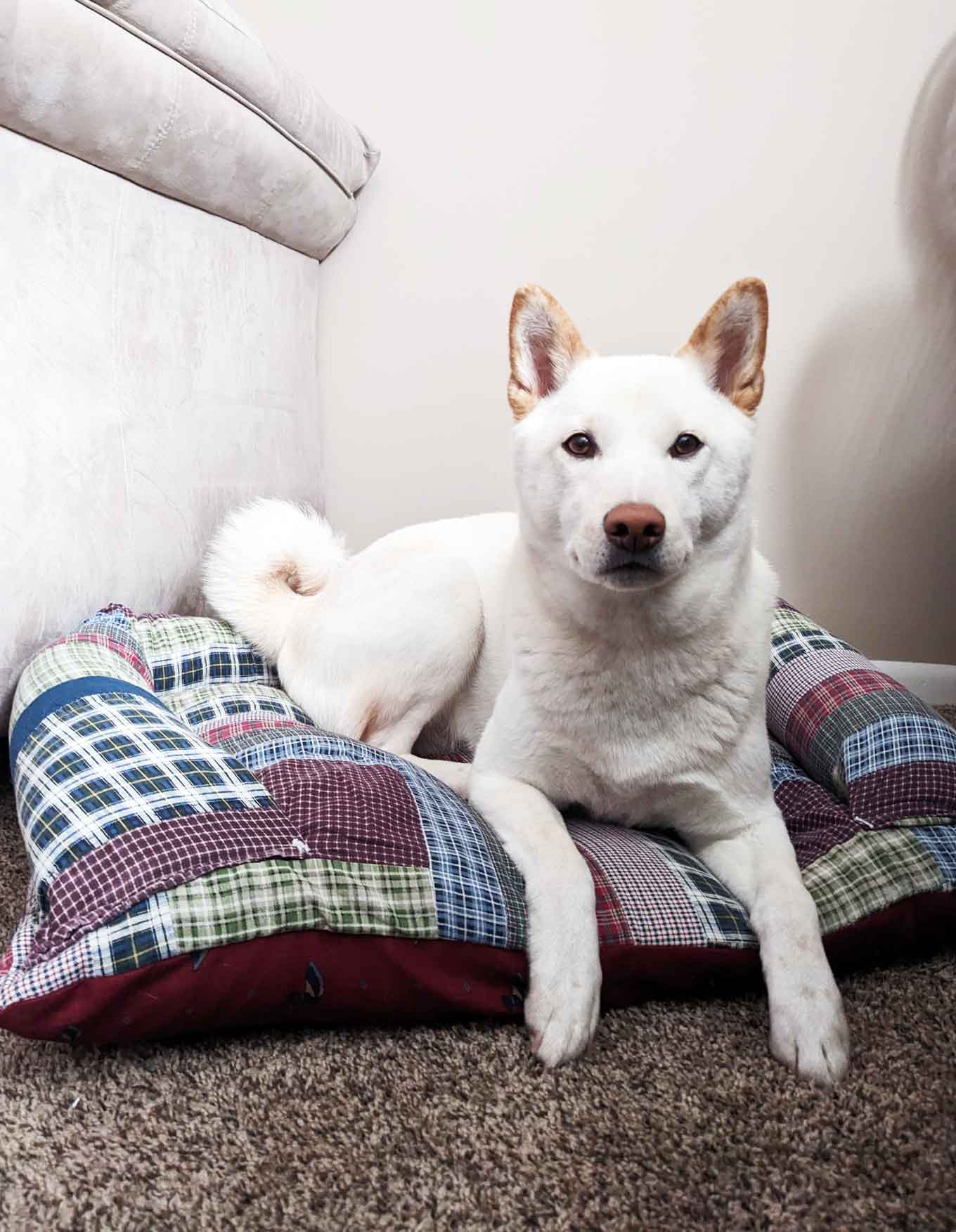 A white dog sitting on a couch-like dog bed, hand-sewn from sustainable fabric scraps 