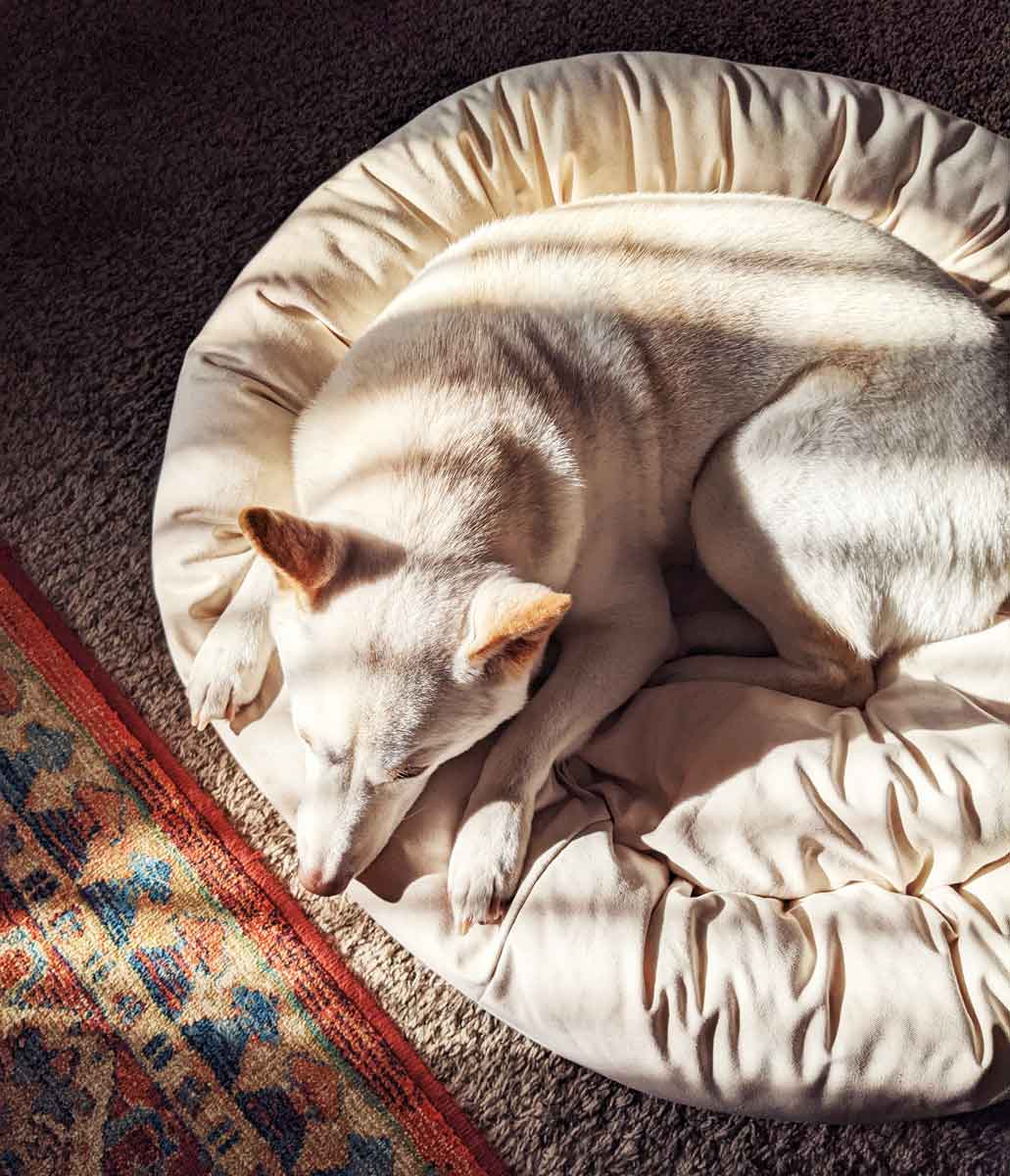 A dog laying in a Nest Bedding Dog bed, in the sunshine