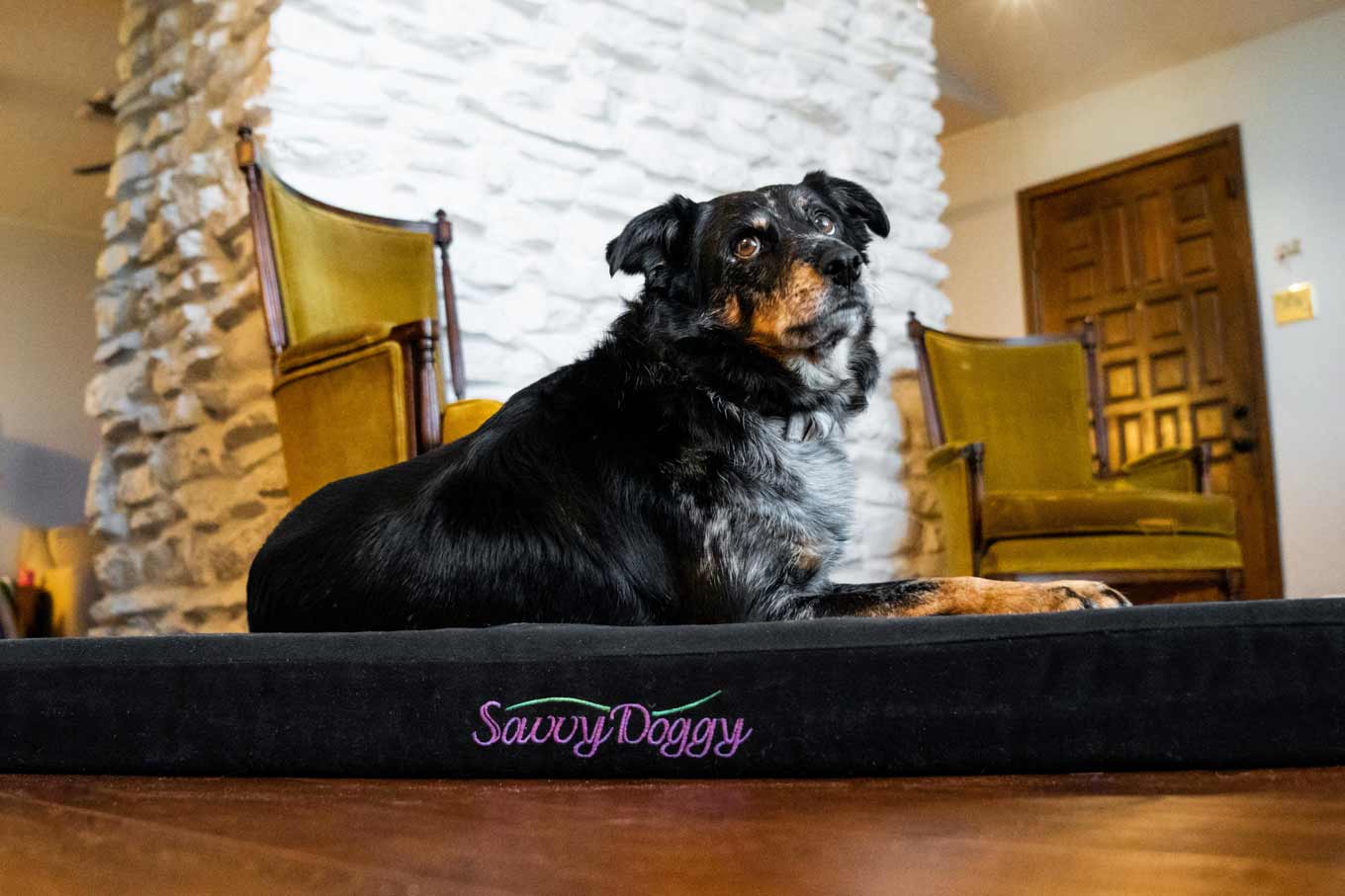A dog laying on a black Savvy Doggy dog bed from Savvy Rest