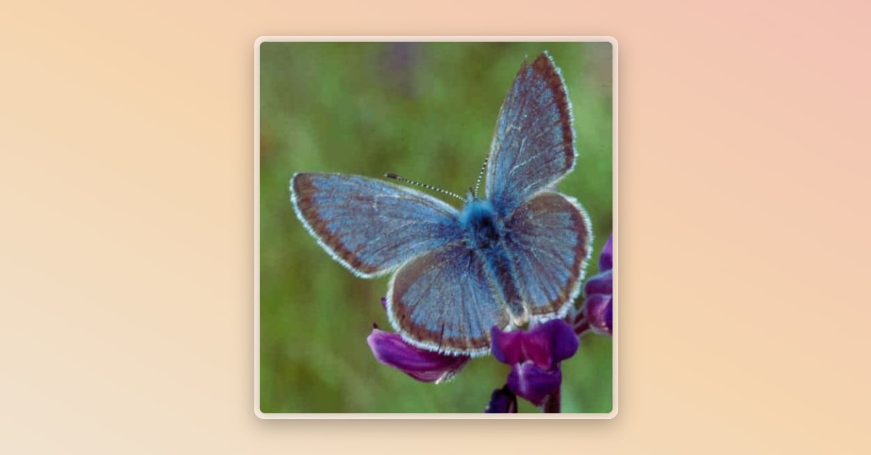 A blue butterfly standing on a plant