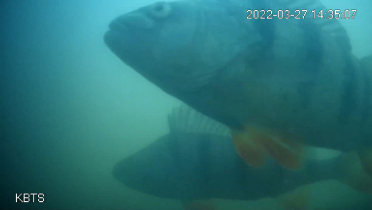 A screenshot of a fish visiting the fish doorbell