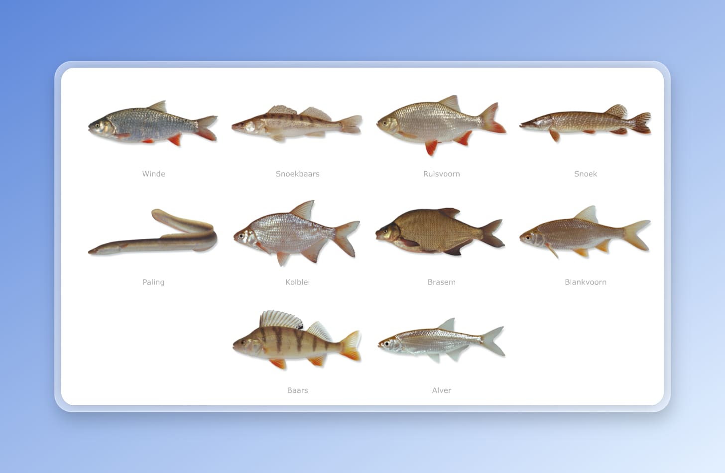 Photos of a number of different fish species