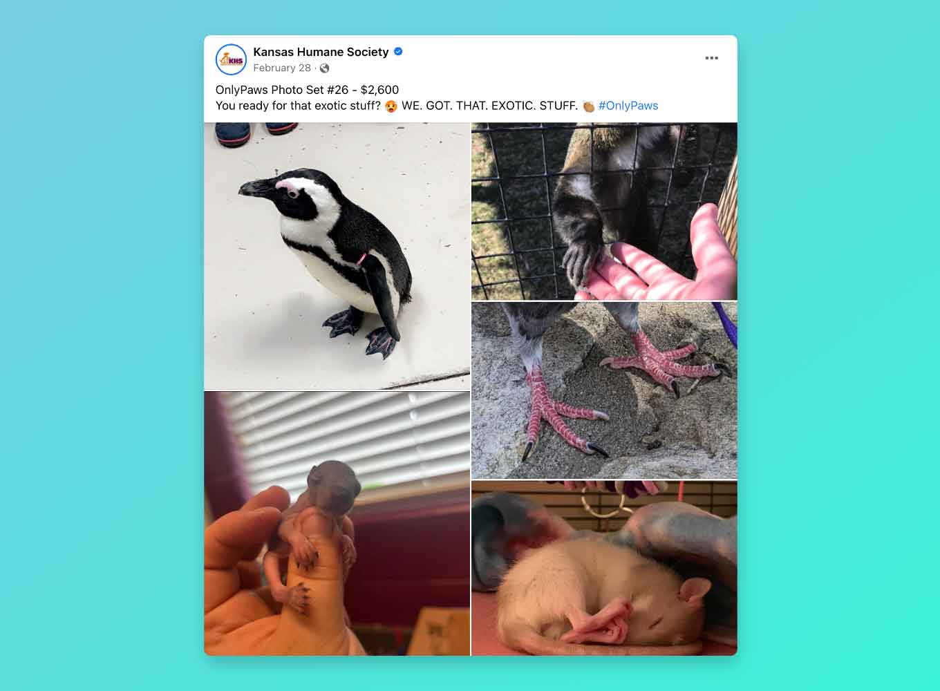 Facebook post: OnlyPaws Photo Set #25, $2,600. You ready for that exotic stuff? We got that exotic stuff! A photo gallery shows a penguin, mouse, and bird talons.