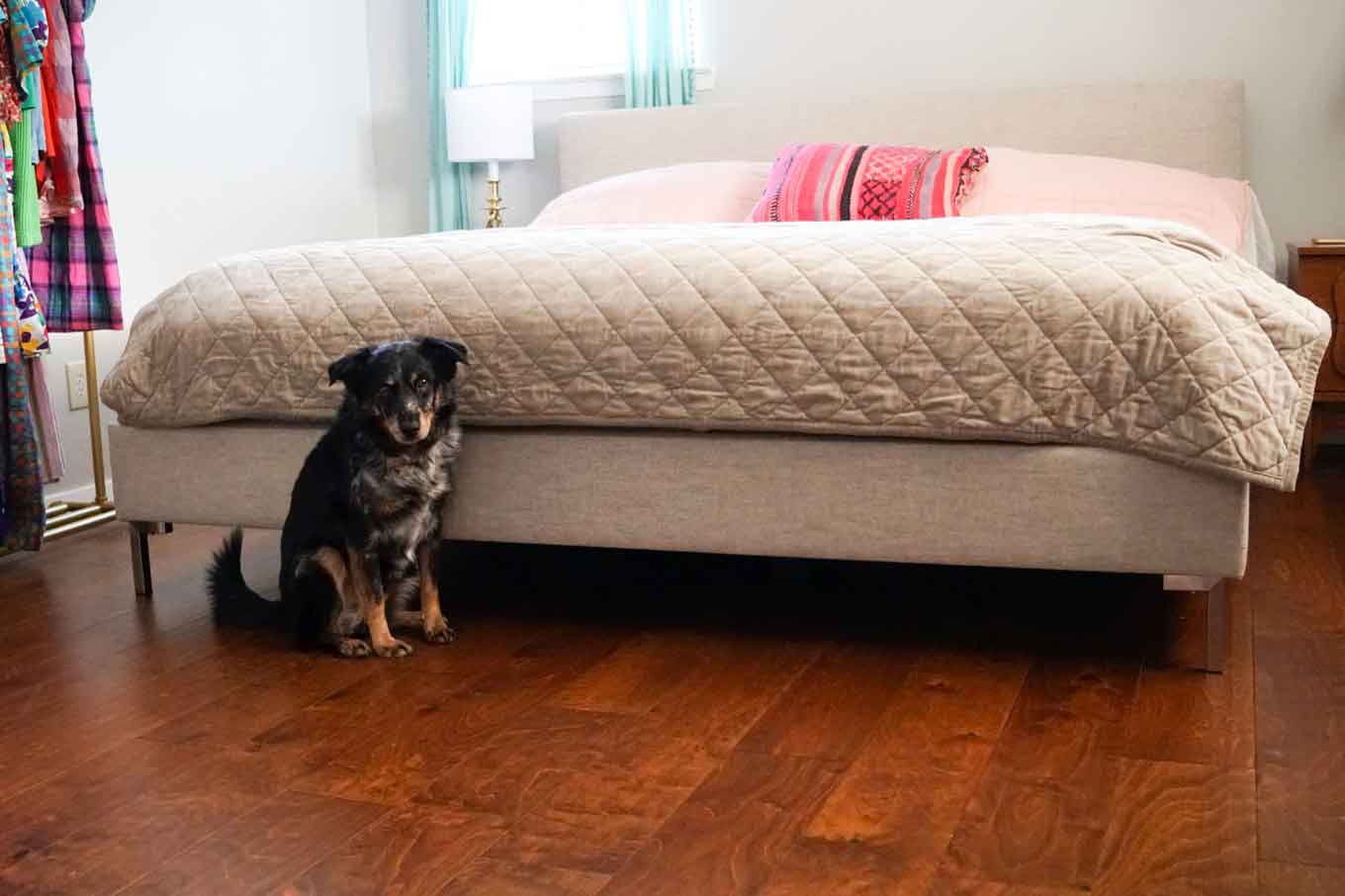 A black and gray dog sits in front of a bed