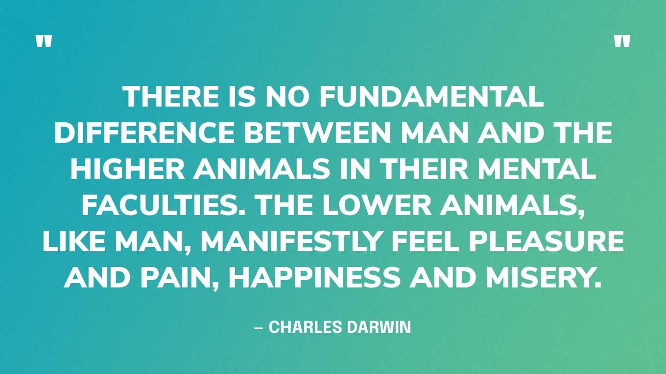 “There is no fundamental difference between man and the higher animals in their mental faculties. The lower animals, like man, manifestly feel pleasure and pain, happiness and misery.” — Charles Darwin