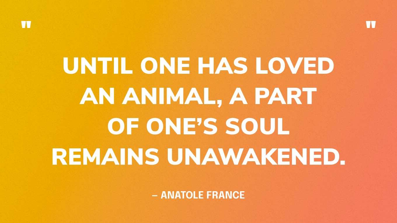 “Until one has loved an animal, a part of one’s soul remains unawakened.” — Anatole France