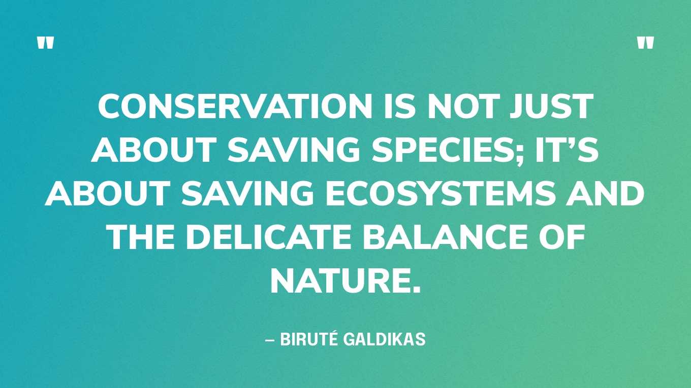 “Conservation is not just about saving species; it’s about saving ecosystems and the delicate balance of nature.” — Biruté Galdikas