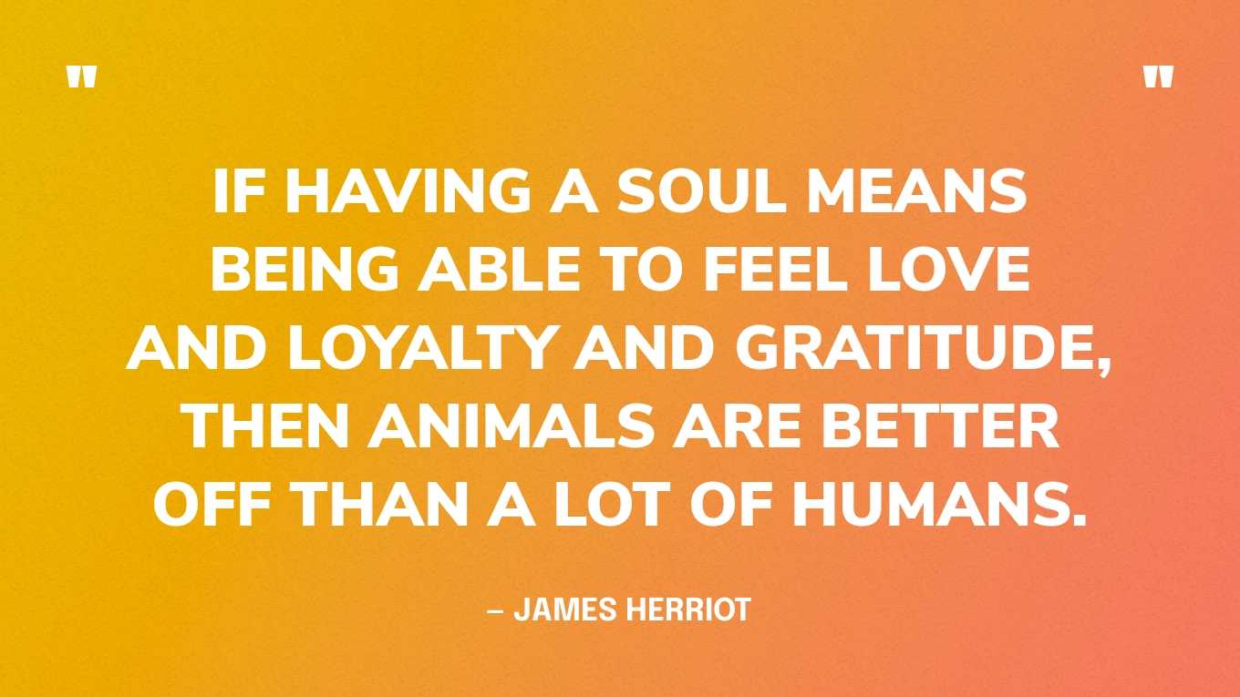 “If having a soul means being able to feel love and loyalty and gratitude, then animals are better off than a lot of humans.” — James Herriot