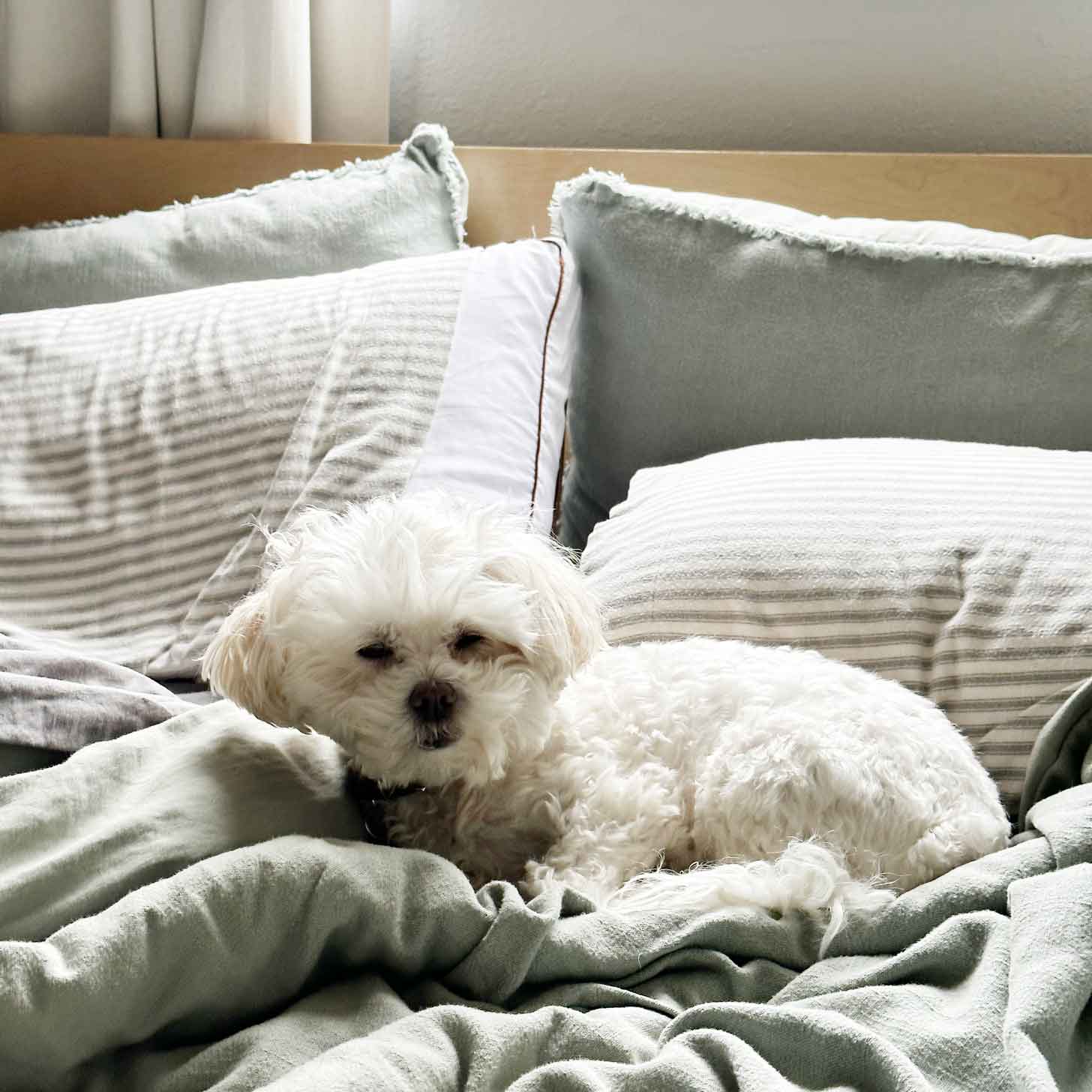 Small white dog sitting in front of a Saatva pillow popping out of the pillow case
