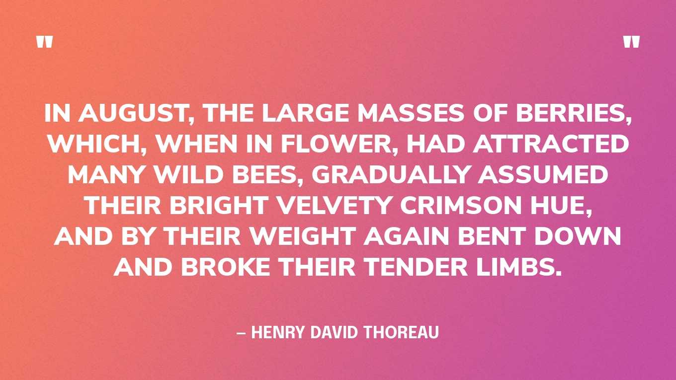 “In August, the large masses of berries, which, when in flower, had attracted many wild bees, gradually assumed their bright velvety crimson hue, and by their weight again bent down and broke their tender limbs.” — Henry David Thoreau