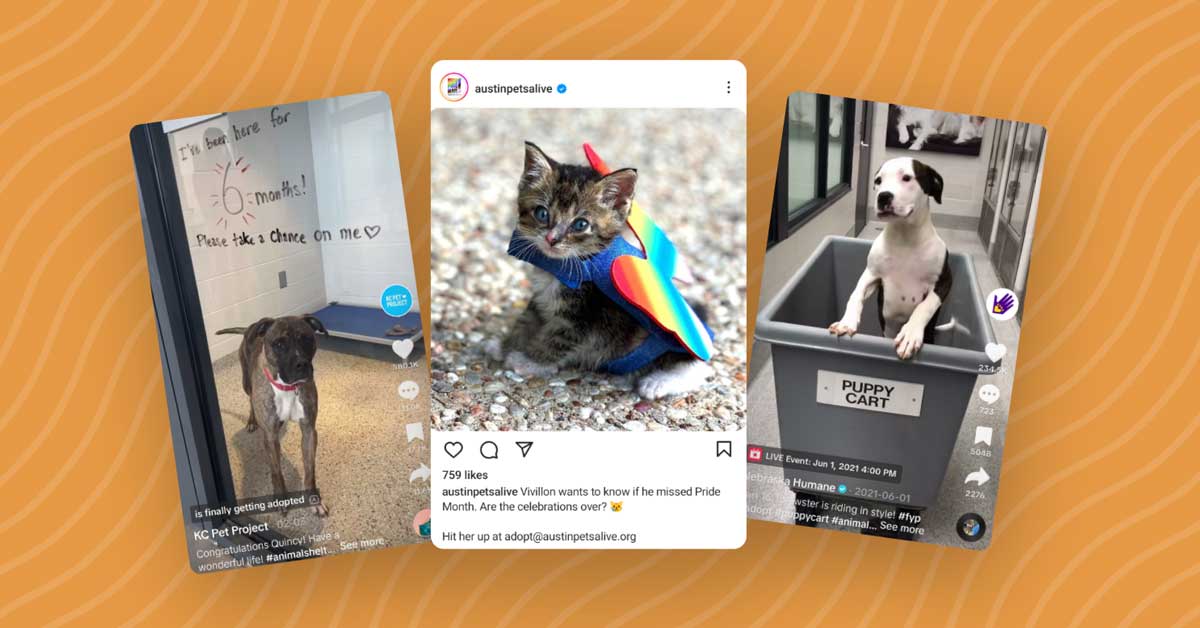 Three screenshots: A TikTok of a dog from the KC Pet Project, a kitten on the Austin Pets Alive Instagram page, and a puppy from the Nebraska Humane Society on TikTok